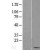 Western Blot: BANF1 Lysate [NBL1-07911] - Western Blot experiments.  Left-Control; Right -Over-expression Lysate for BANF1.